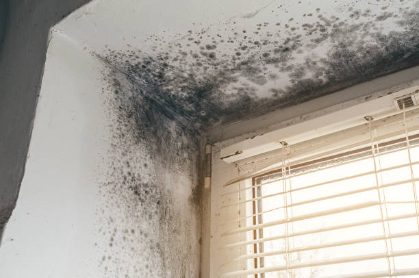 Affordable Mold Remediation solutions in Kingsley, MI