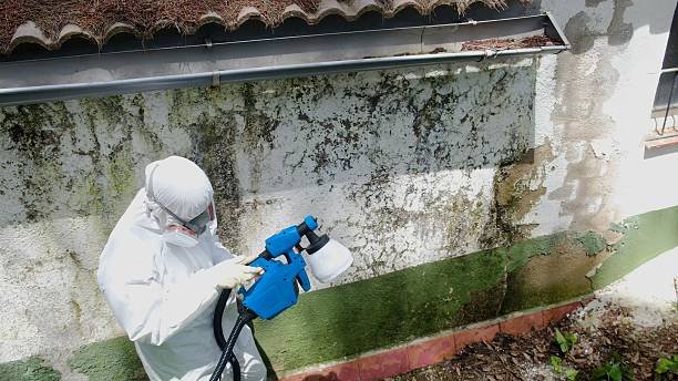 Top rated local Mold Remediation specialists in Kingsley, MI